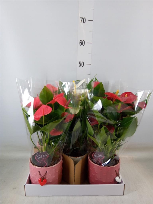 <h4>Anthurium andr.   ...mix  3</h4>