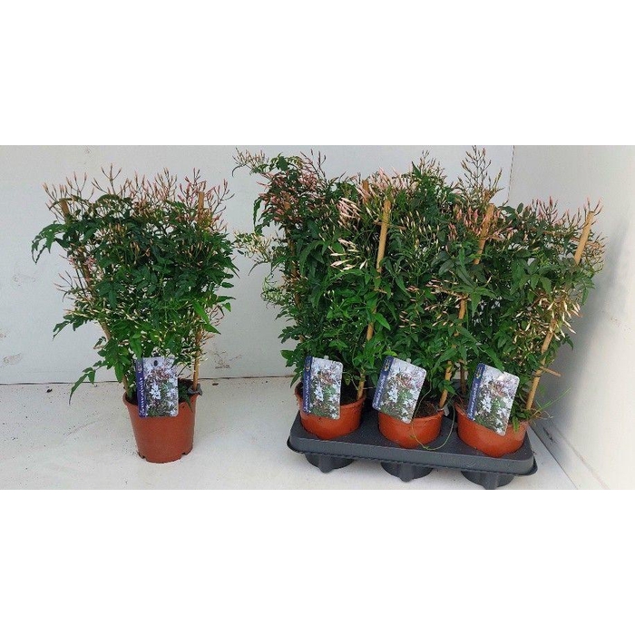 <h4>JASM POLYANTHUM WIT</h4>