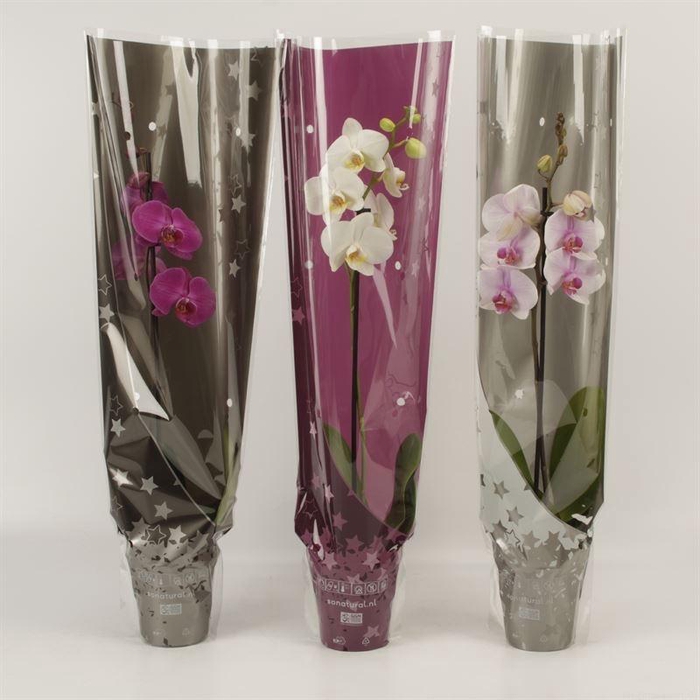 <h4>Phal Gemengd 1 Tak Hoes Kerst</h4>