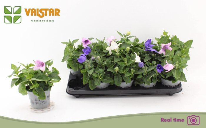 <h4>PLATYCO GR GEM</h4>