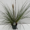 Cortaderia 'Pumila' P23 (5ltr)