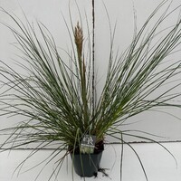 <h4>Cortaderia 'Pumila'</h4>