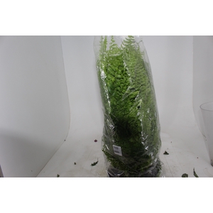 SAMAMBAIA AMERICANA C25