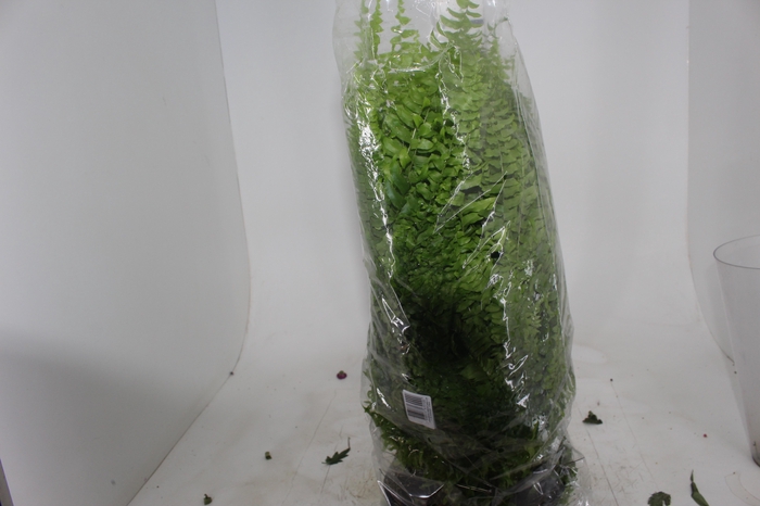 <h4>SAMAMBAIA AMERICANA C25</h4>