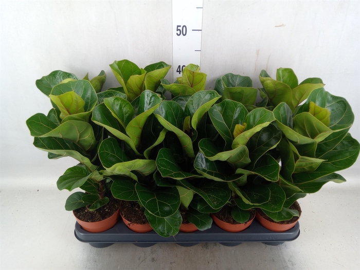 <h4>Ficus lyrata 'Bambino'</h4>