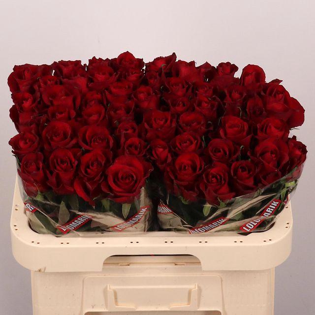 <h4>R Gr Ever Red</h4>