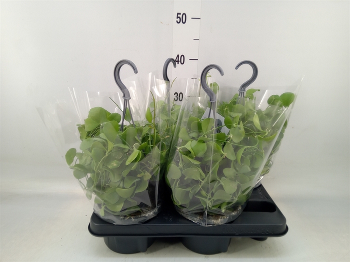 <h4>Dischidia imbricata</h4>