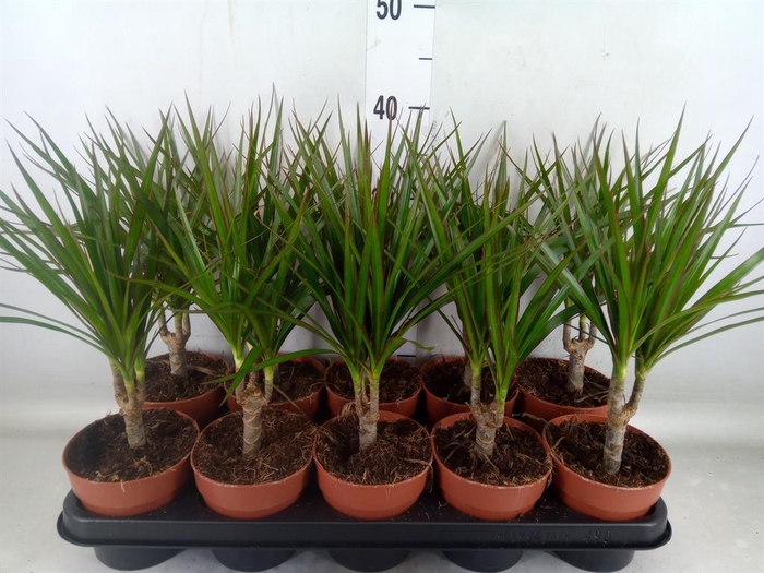 <h4>Dracaena marg.</h4>