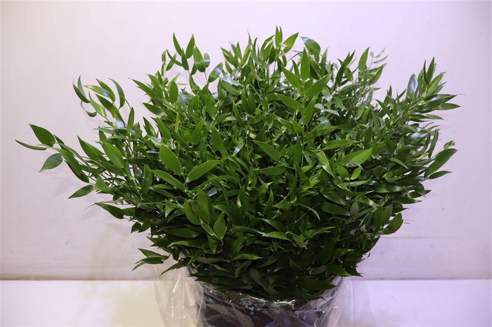 <h4>Danae Race 50 Cm</h4>