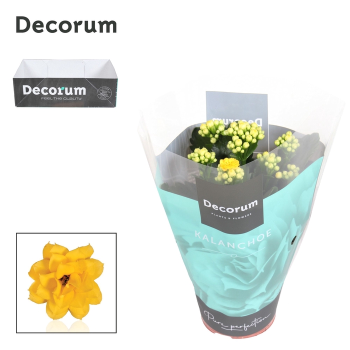 <h4>Kalanchoe Decorum - Yellow</h4>