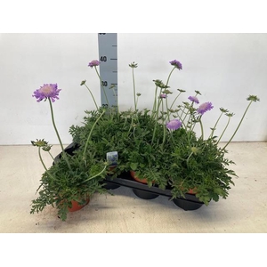 SCAB CO BUTTERFLY BL