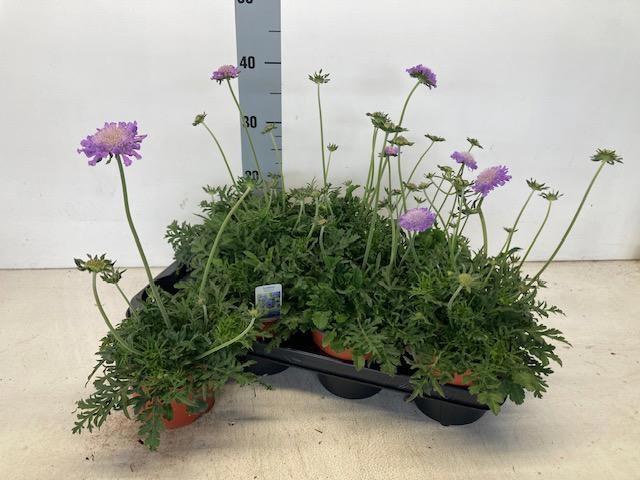 <h4>SCAB CO BUTTERFLY BL</h4>