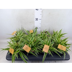 Chlorophytum com. 'Ocean'
