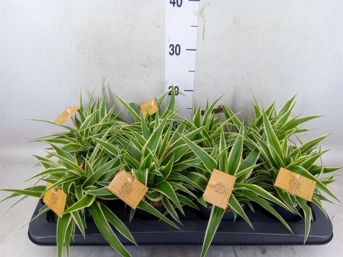 <h4>Chlorophytum com. 'Ocean'</h4>