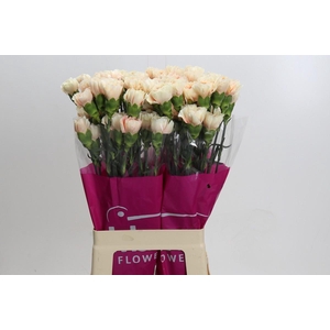 Dianthus St Apple Tea