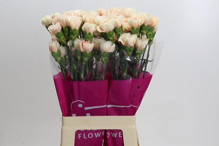 <h4>Dianthus St Apple Tea</h4>