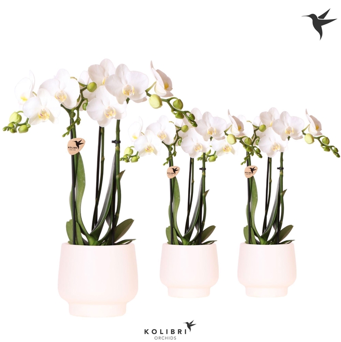 <h4>Kolibri Orchids Phalaenopsis white 3 spike in Scandic pot white</h4>