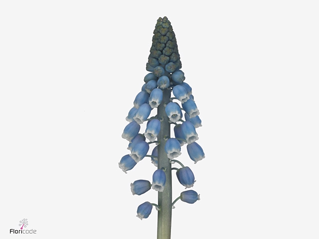 MUSCARI ALIDA