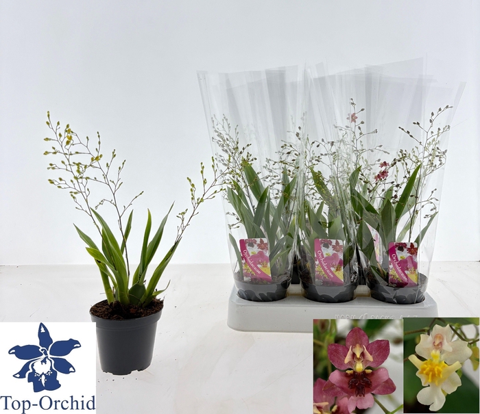 <h4>ONCIDIUM OV</h4>