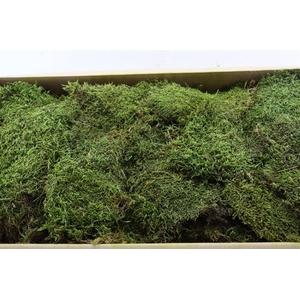 Pres Flatmoss Mossgreen Pkg (5kg Box)