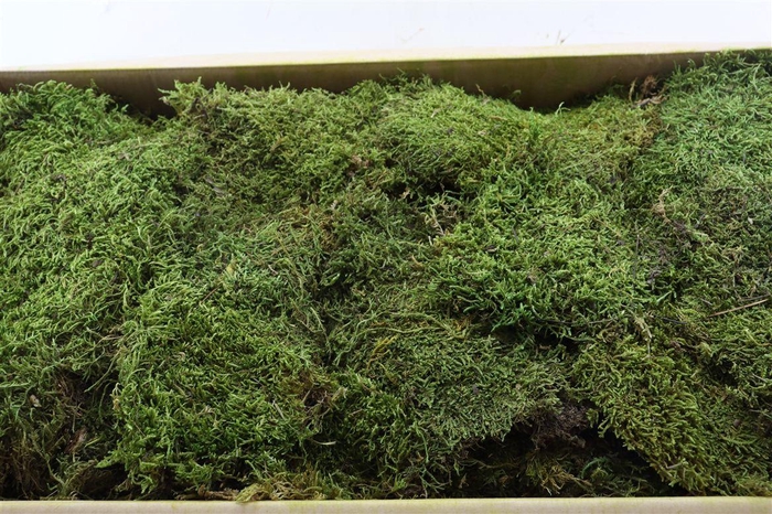 <h4>Pres Flatmoss Mossgreen Pkg (5kg Box)</h4>