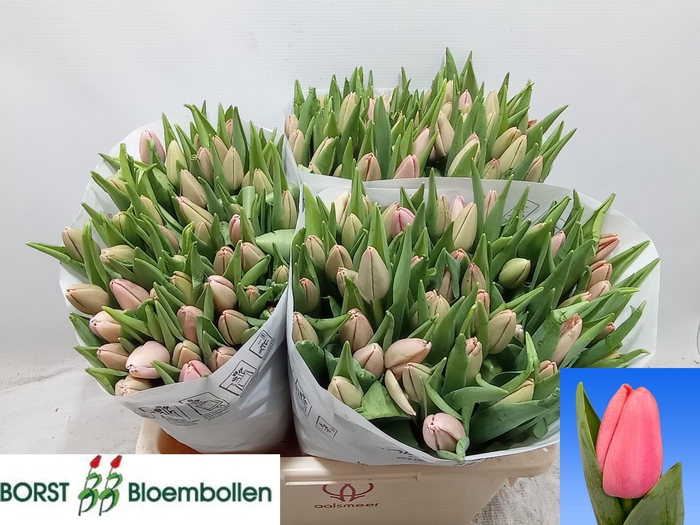 <h4>TU EN TRESOR</h4>