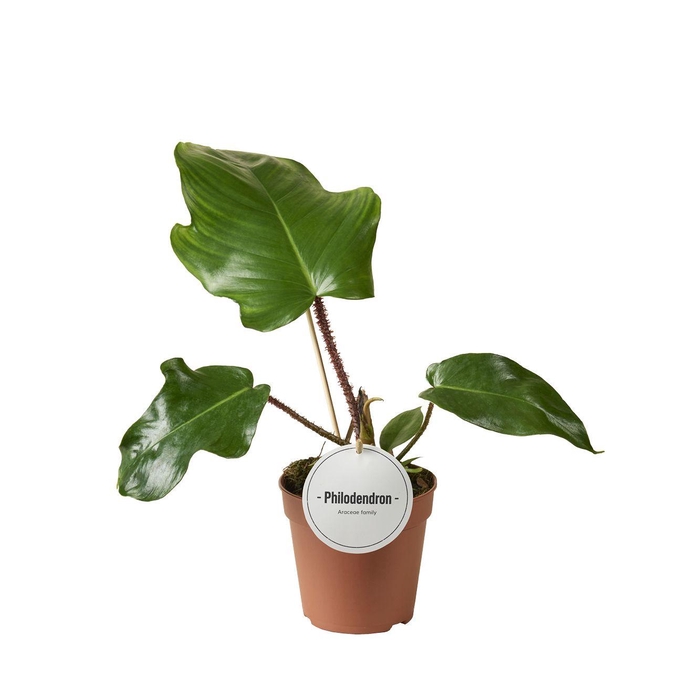<h4>Philodendron Squamiferum</h4>