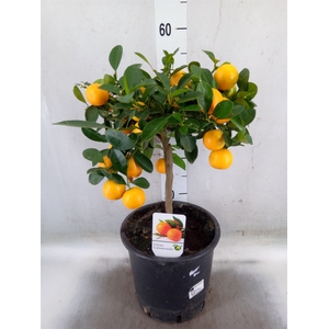 Citrus   ...