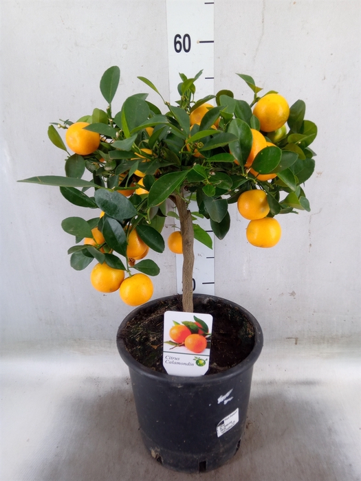 <h4>Citrus   ...</h4>