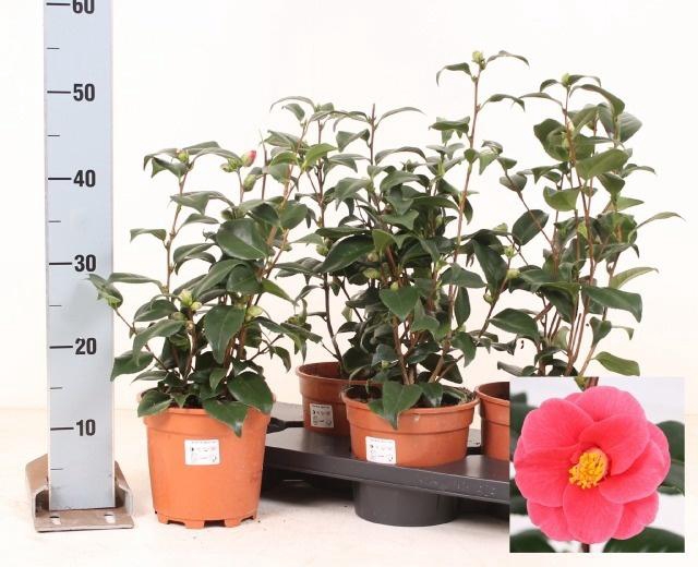 <h4>CAME JAPONICA</h4>