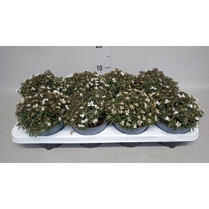 Iberis semp. 'Fischbeck'