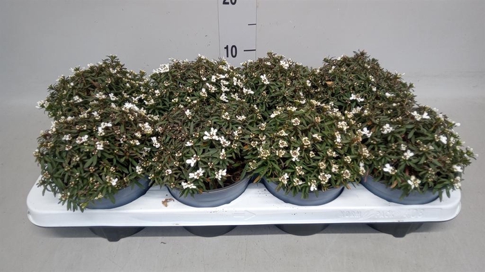 <h4>Iberis semp. 'Fischbeck'</h4>