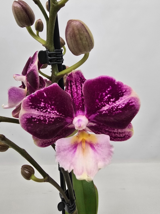 <h4>Limited 60 week 18</h4>