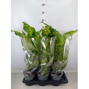 Dieffenbachia  'Spotty'