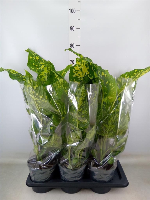 <h4>Dieffenbachia  'Spotty'</h4>