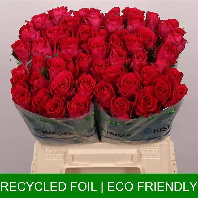 <h4>R GR MADAM CERISE</h4>