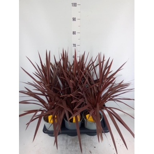 Cordyline austr. 'Red Star'