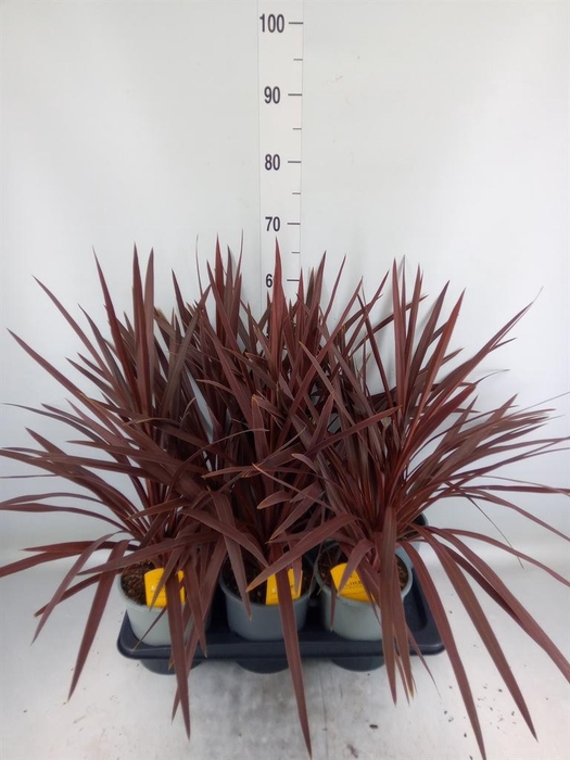 <h4>Cordyline austr. 'Red Star'</h4>