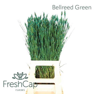 Bellreed Green