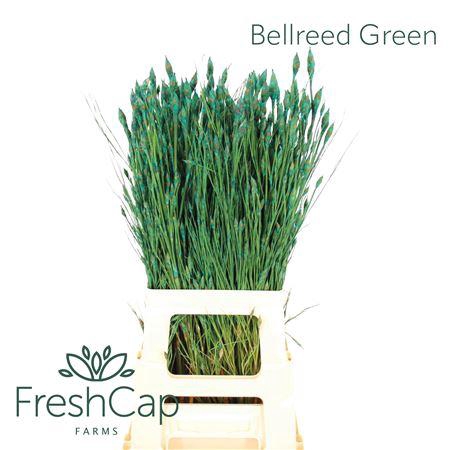 <h4>Bellreed Green</h4>