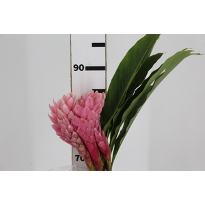 ALPINIA PURPURATA ROSA