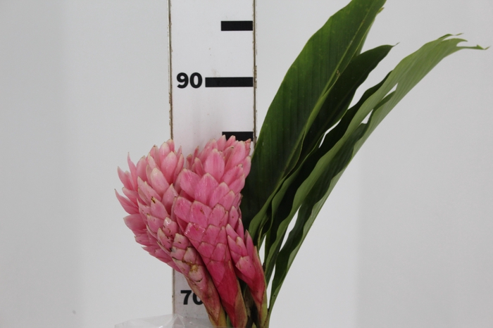 <h4>ALPINIA PURPURATA ROSA</h4>