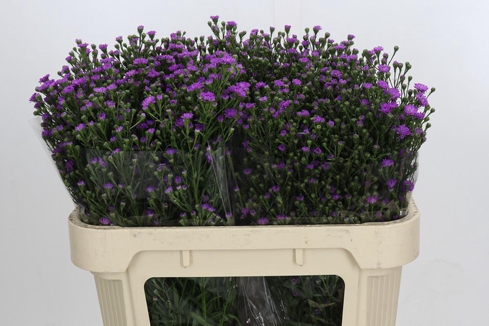 <h4>Aster Baby Pink</h4>