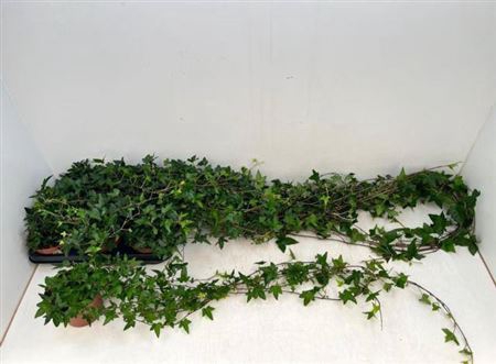<h4>Hed He Shamrock</h4>