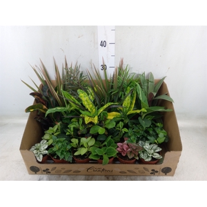 Planten Groen   ...mix 24