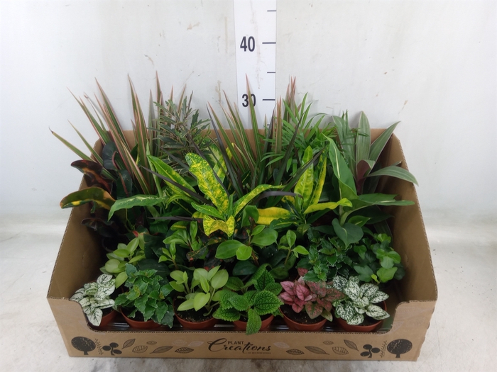 <h4>Planten Groen   ...mix 24</h4>