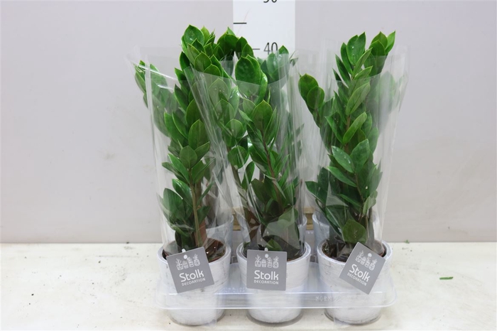 <h4>Zamioculcas 4+ White Wash Keramiek</h4>