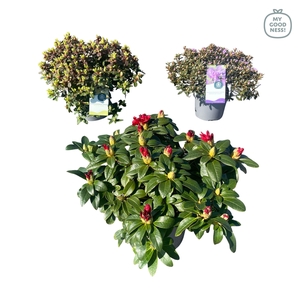 Rhododendron 30-40 /4 liter 'Mix' dwerg