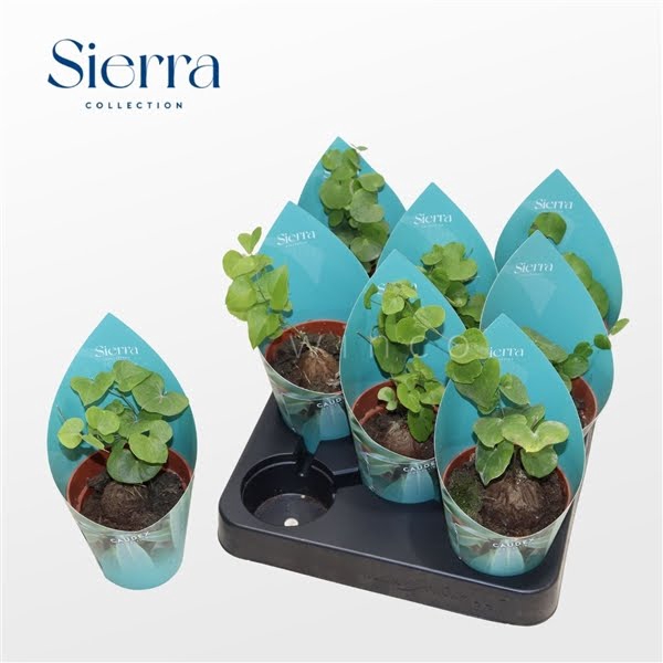 <h4>Dioscorea Elephantipes (Sierra)</h4>