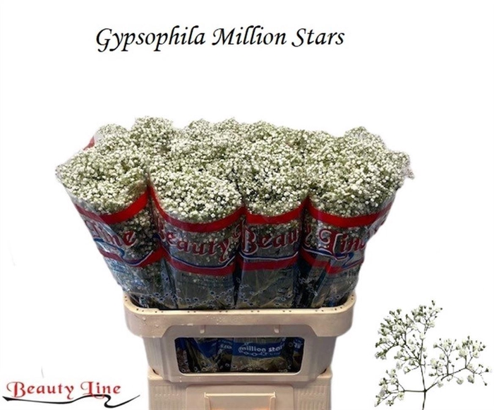 <h4>Gyps Million Star</h4>